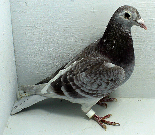 Band: 6935 IPB B 2025